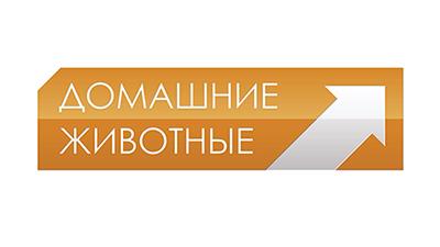 Домашние Животные